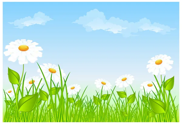 Field of daisies — Stock Vector
