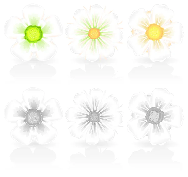 Bílé květy — Stockový vektor