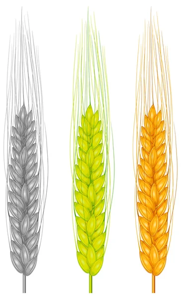Color trigo de oreja — Vector de stock
