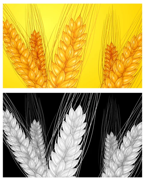 Ear wheat background — Stock Vector