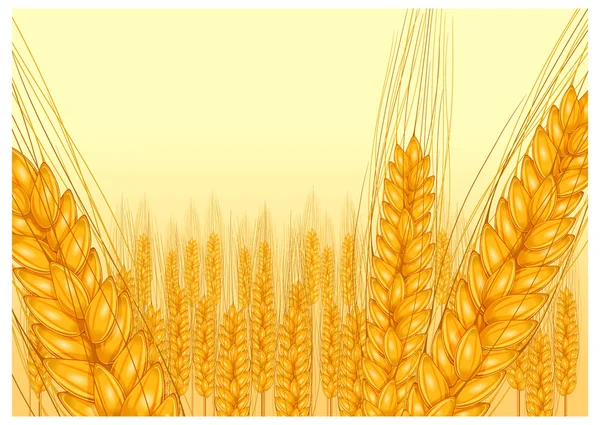 Ripe ear wheat — Stock Vector