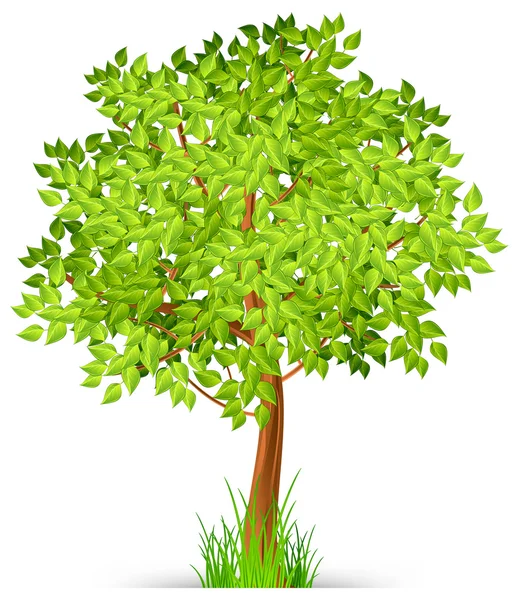 Baumgrün — Stockvektor