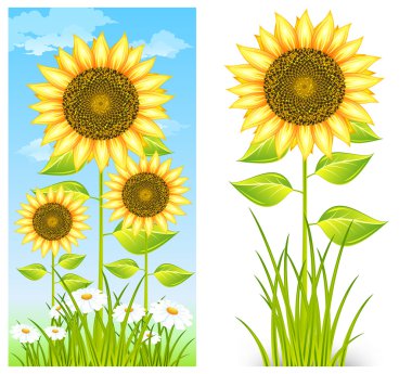 sunflowers on blue clipart