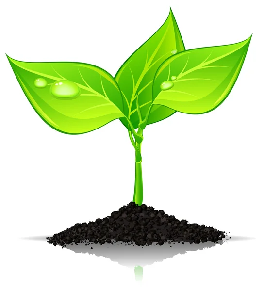 Roślina z kropli — Wektor stockowy