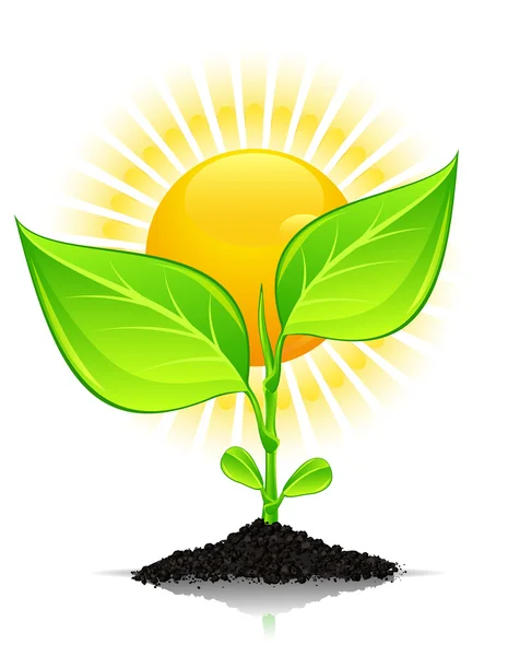 Φυτό με σταγόνες και ήλιο — Διανυσματικό Αρχείο