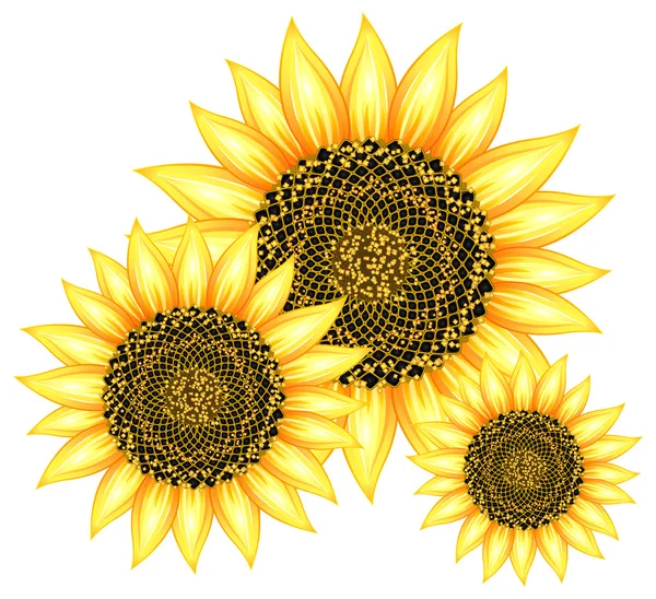 Соняшники — стоковий вектор
