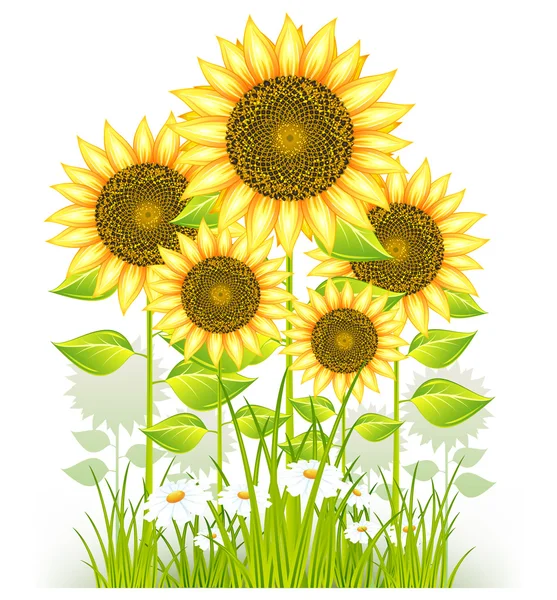 Sunflowers and grass — Stock Vector