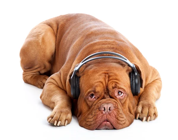 Un perro en auriculares está escuchando la música — Foto de Stock