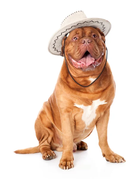 Ein süßer Hund mit lustigem Hut sitzt — Stockfoto