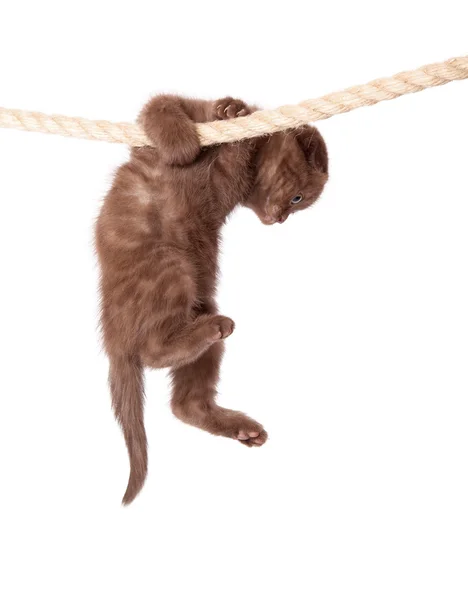 Um gatinho escocês está pendurado na corda. — Fotografia de Stock