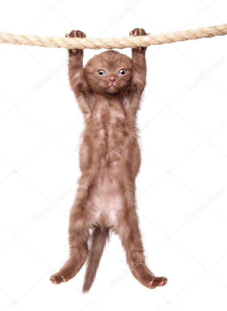 A little scottish fold kitten is hanging on the rope