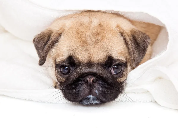 Puppy of pug in towel — Stock Photo, Image