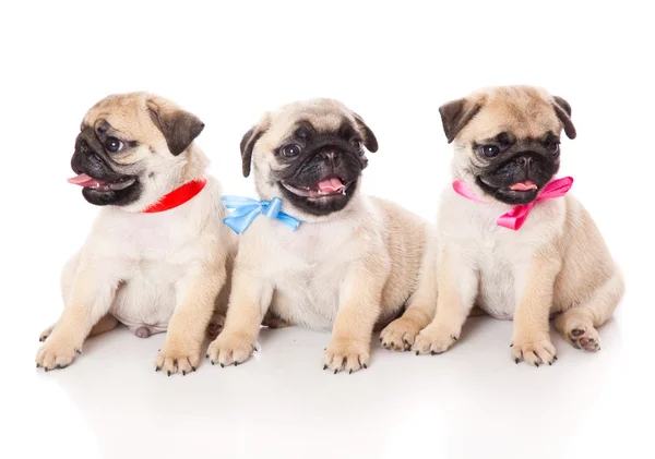 Drie pups van pug — Stockfoto