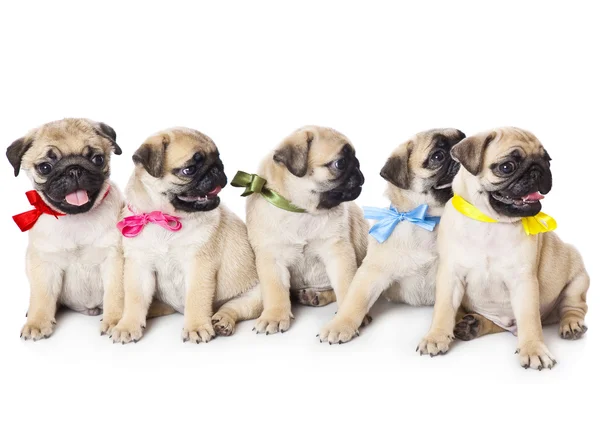 Cinco cachorros de pug — Foto de Stock