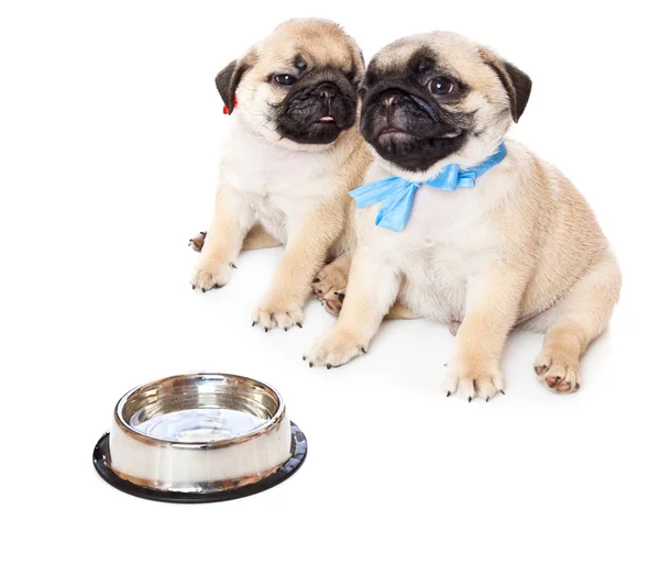 Puppies of pug near bowl with milk — Stock Photo, Image