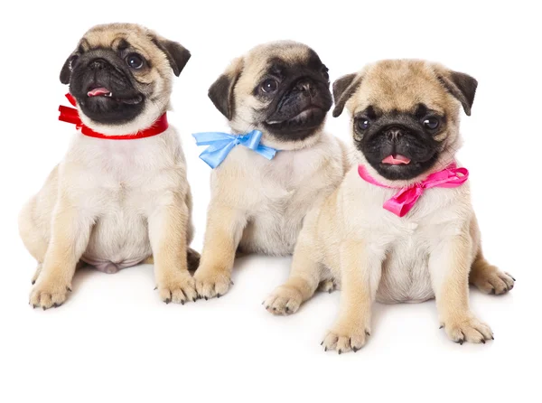 Three puppies of pug — Stock Photo, Image