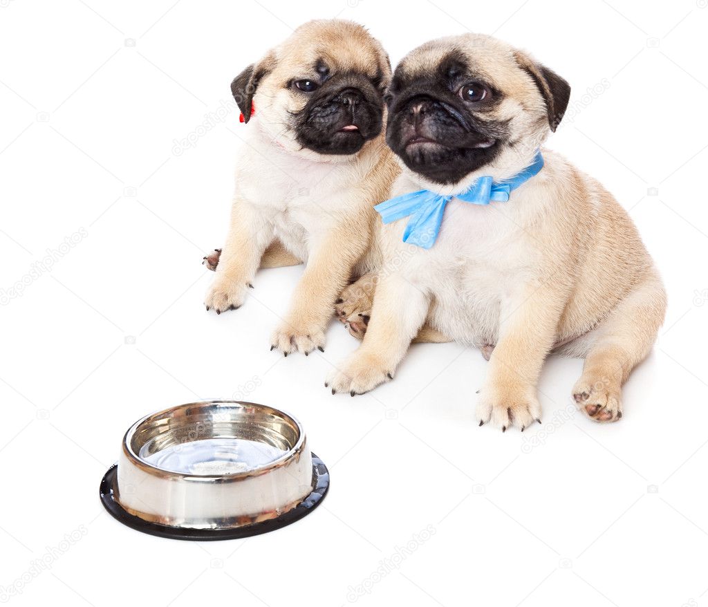 Puppies of pug near bowl with milk
