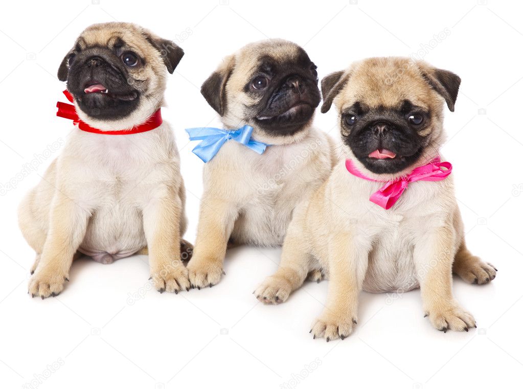 Three puppies of pug