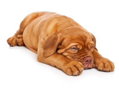 dogue de Bordeaux (Fransız mastiff köpek yavrusu)