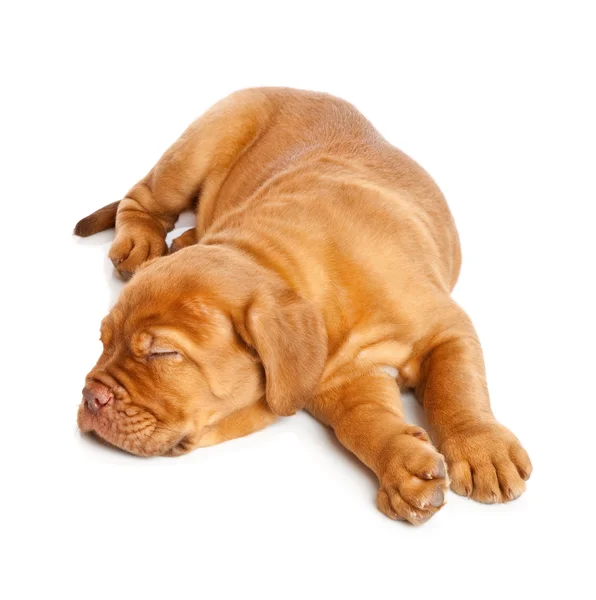 Cachorro de Dogue de Bordeaux (mastín francés) ) — Foto de Stock