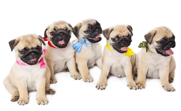 Vijf puppies van pug — Stockfoto
