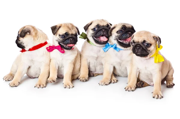 Vijf puppies van pug — Stockfoto