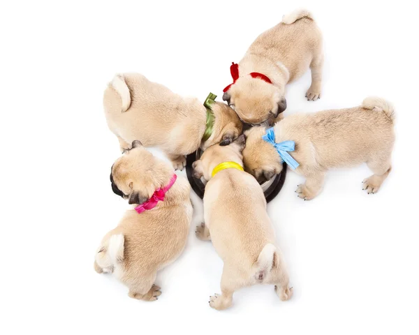 Cachorros de pug cerca de cuenco con leche —  Fotos de Stock