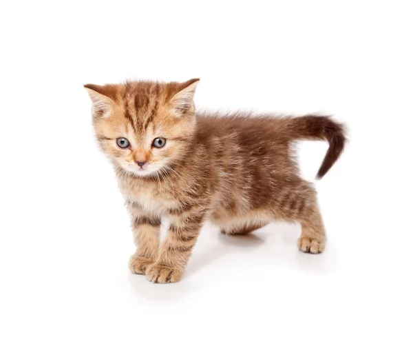 Tři malé skotské rovně a přeložení koťat je na podlaze — Stock fotografie