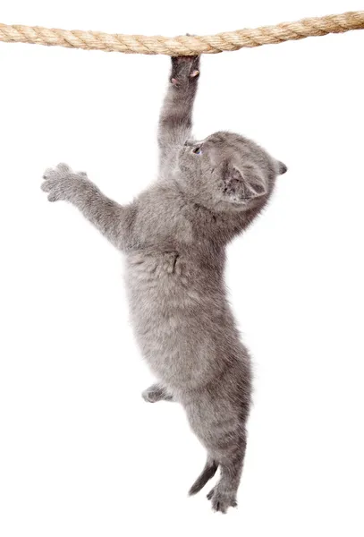 Un gatito escocés cuelga de la cuerda —  Fotos de Stock