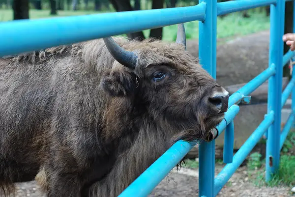 Bison in Zubrovom Nursery — Stock Photo, Image