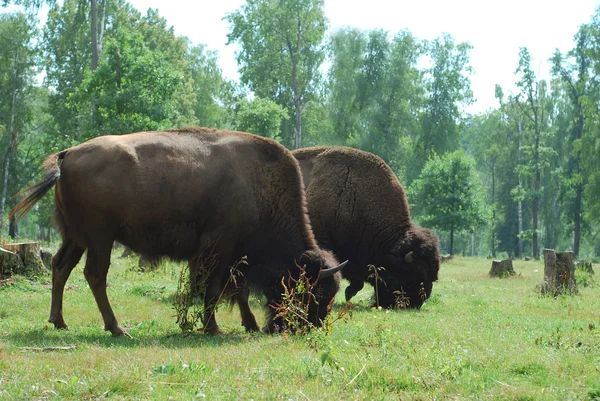 Grazing bison in Zubrovom Nursery — Stock Photo, Image