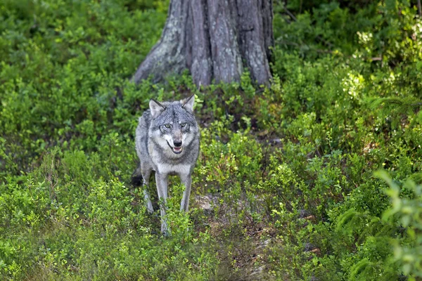 Wilk w lesie norweski — Zdjęcie stockowe