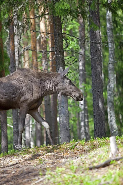 Norwegian Moose — Stock Photo, Image