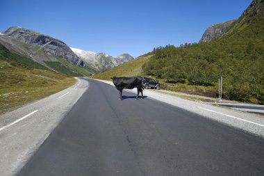 inek trafiği engelleme