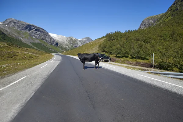 Vaca bloqueando el tráfico — Foto de Stock