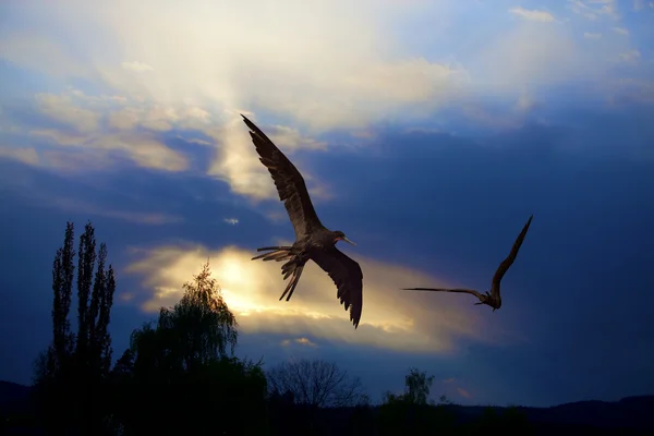 Vogels in de zonsondergang — Stockfoto