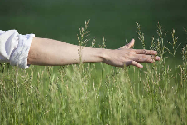 Male hand in wheat field — Stock Photo, Image