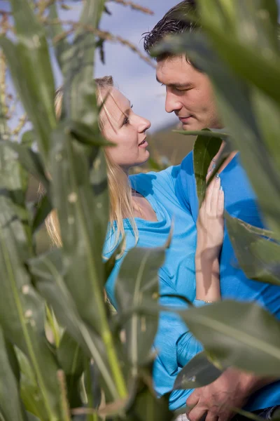 Casal amoroso no campo de milho — Fotografia de Stock