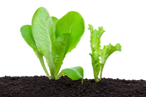 Lettuce seedling in soil Stock Photo by ©Alexan66 6250348