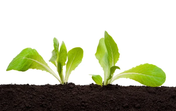 Lettuce seedling in soil Stock Photo by ©Alexan66 6250348