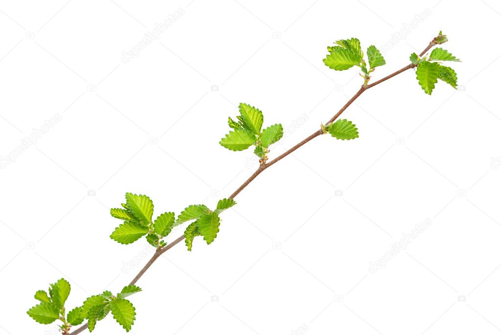 Branch of elm tree with spring buds on white background — Stock Photo ...