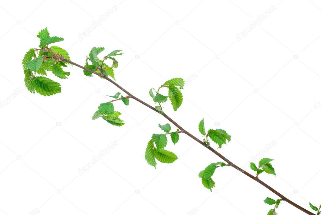 Branch of elm tree with spring buds on white background — Stock Photo ...