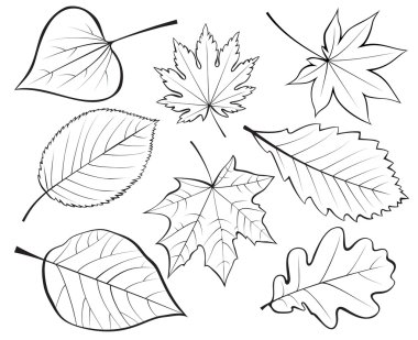 Set of leaves clipart