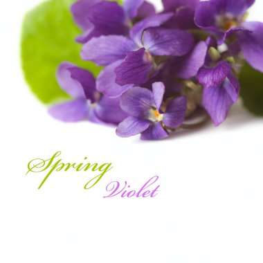 Spring violet flowers clipart