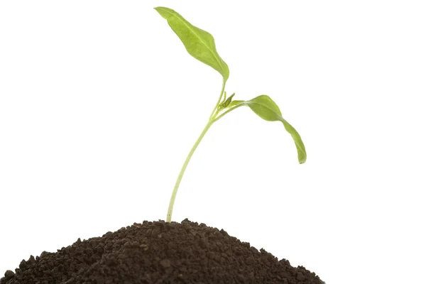 Jonge plant in de bodem — Stockfoto