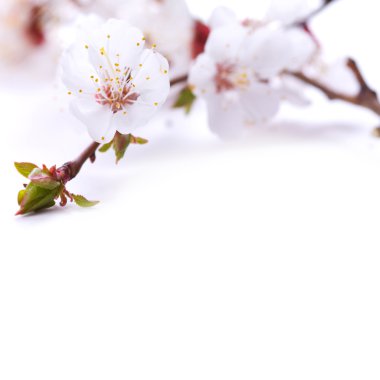 Spring blossom clipart