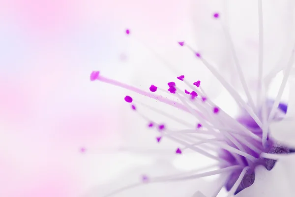 Purpurowe Kula — Zdjęcie stockowe