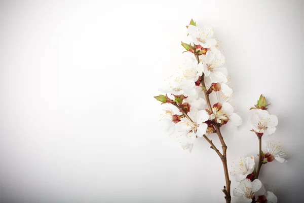 Brunch de flores de damasco — Fotografia de Stock