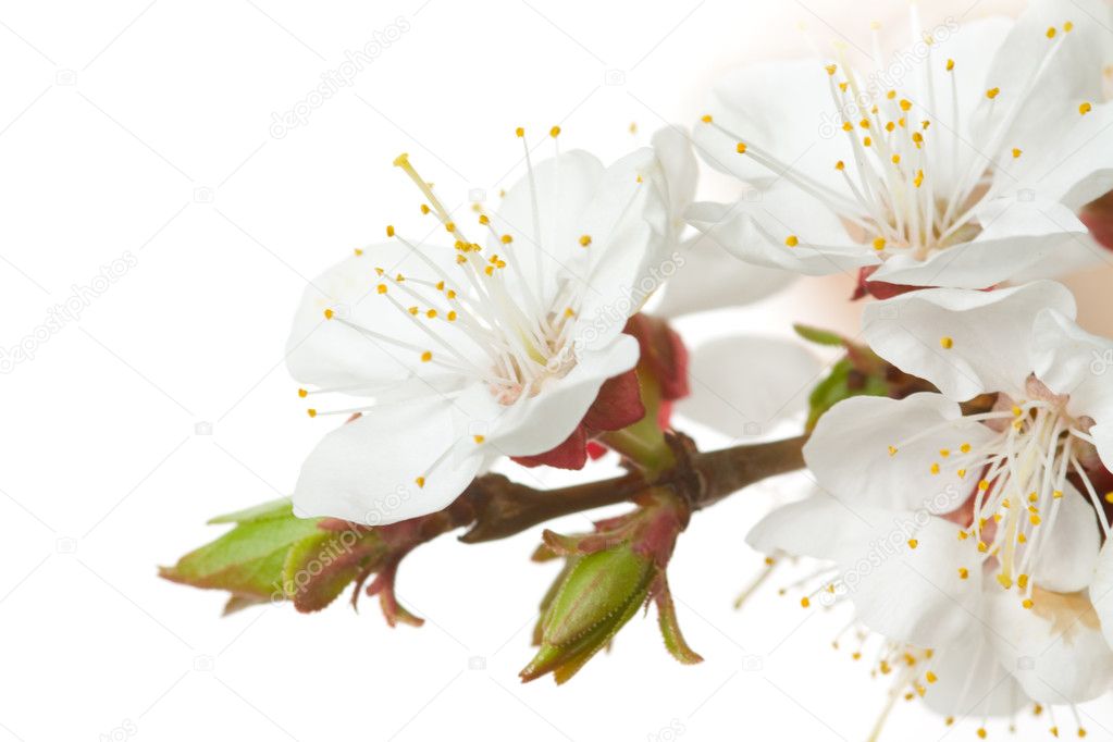 Closeup blossom flower