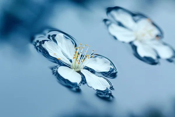 Frühlingsblumen im Wasser — Stockfoto